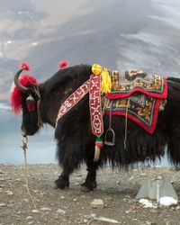 Lhasa, Tibet